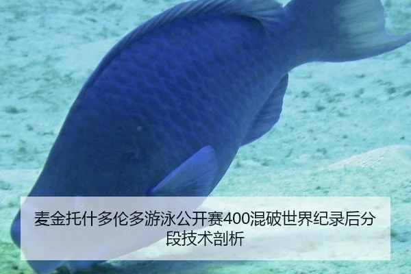 麦金托什多伦多游泳公开赛400混破世界纪录后分段技术剖析
